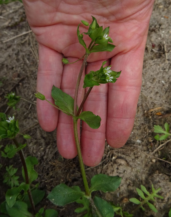 Stellaria media - Caryophyllaceae